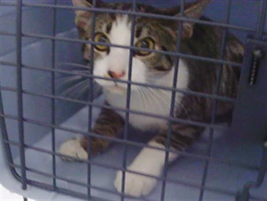 Adoptable Cat