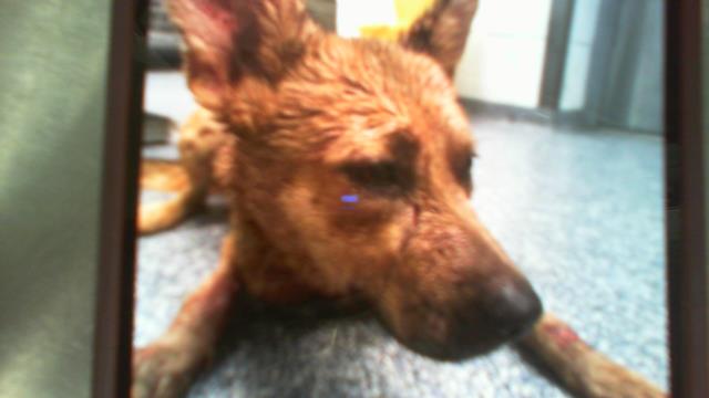 Adoptable Dog