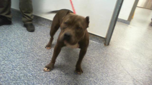 Adoptable Dog