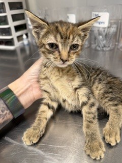 Adoptable Cat