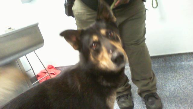 Adoptable Dog