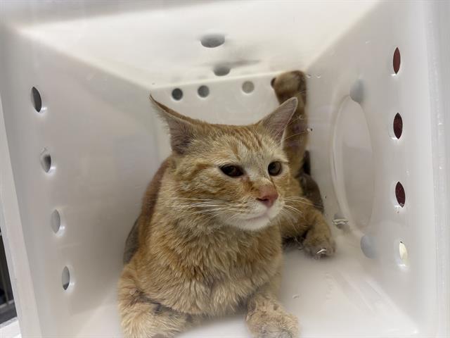 Adoptable Cat