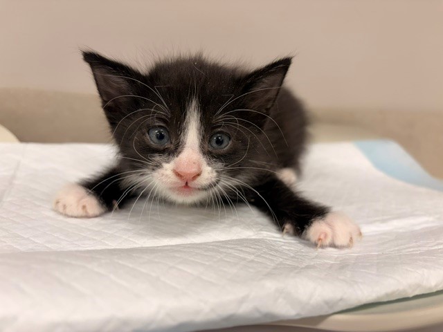 Conure
