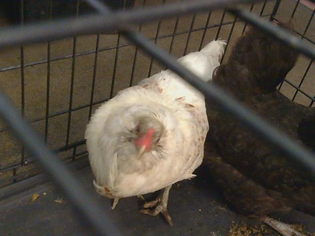Adoptable Bird