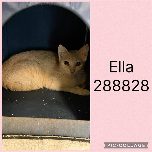 Ella