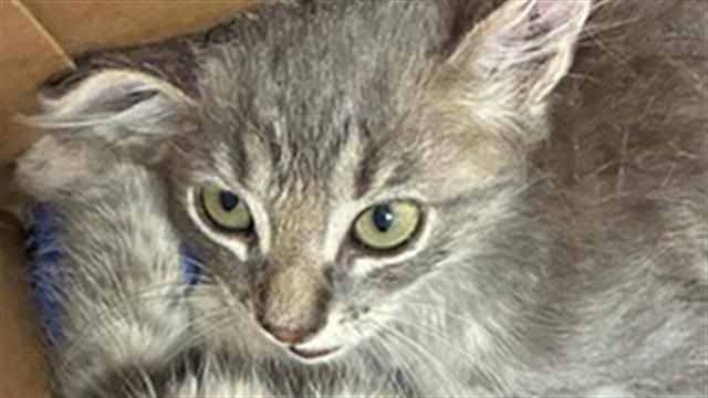 Adoptable Cat