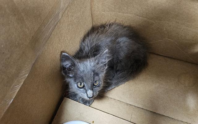 Adoptable Cat