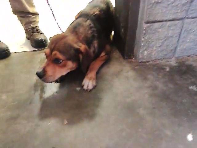 Adoptable Dog
