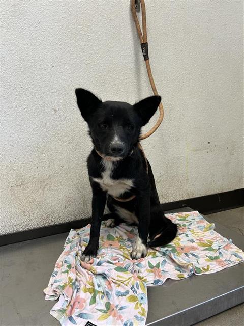 Adoptable Dog