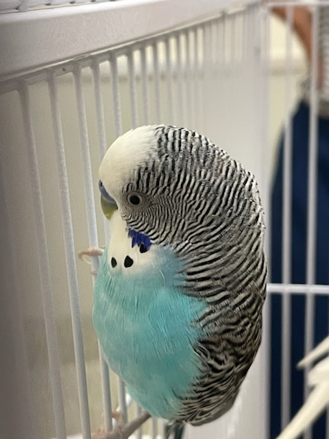 Blue Max