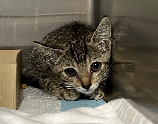 Adoptable Cat