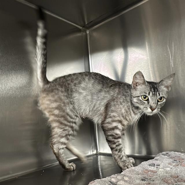 Adoptable Cat