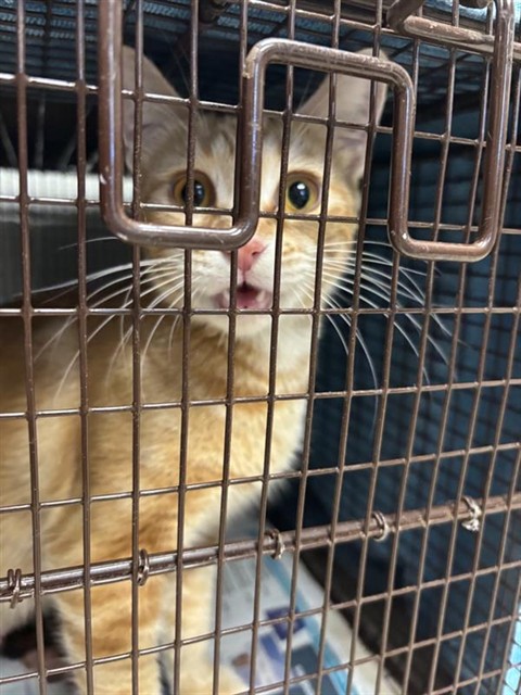 Adoptable Cat
