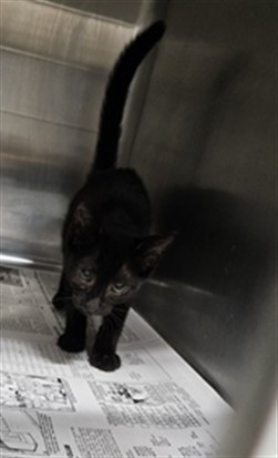 Adoptable Cat