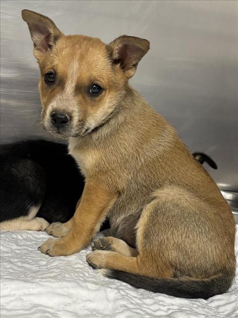 Adoptable Dog