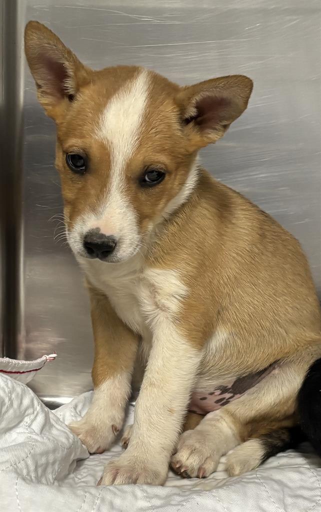 Adoptable Dog