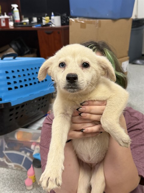 Adoptable Dog