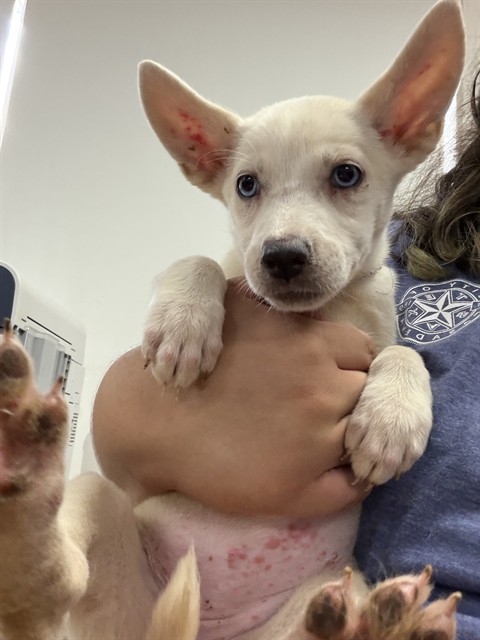Adoptable Dog