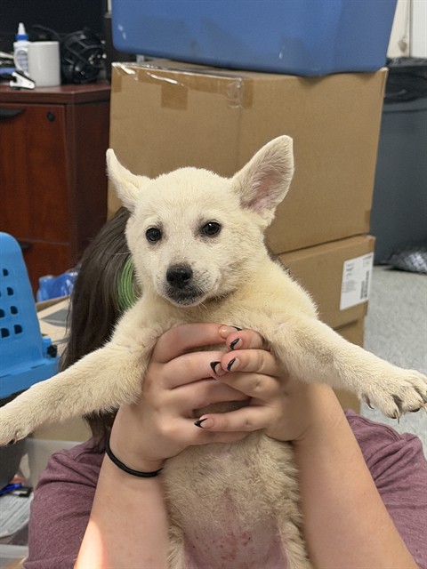 Adoptable Dog
