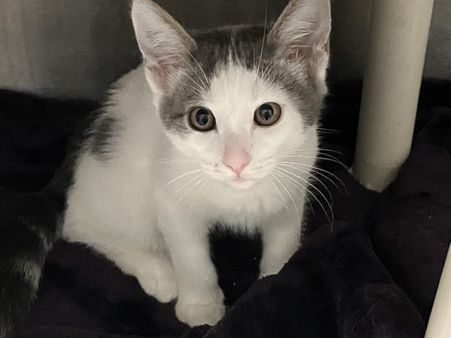 Mia
