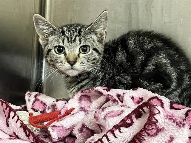 Tabby