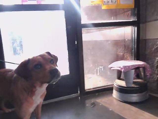 Adoptable Dog