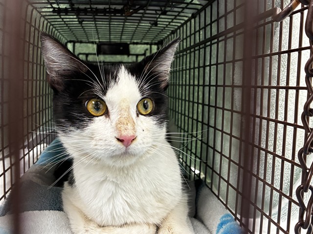 Adoptable Cat