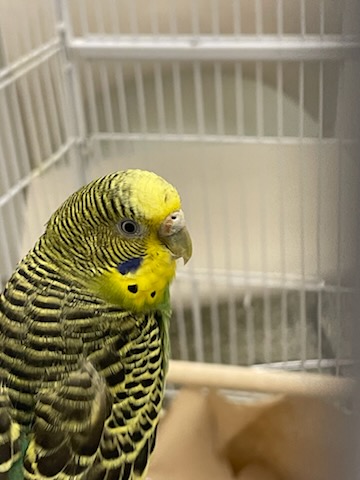 Kiwi