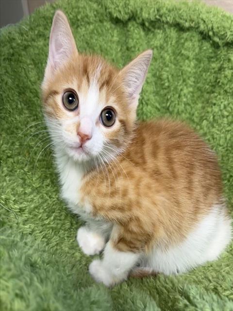 Shelter Staff Named Me *Ping