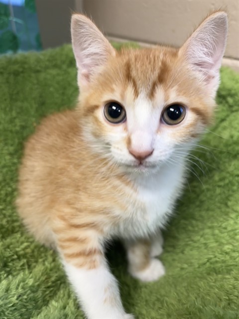 Shelter Staff Named Me *Oogway