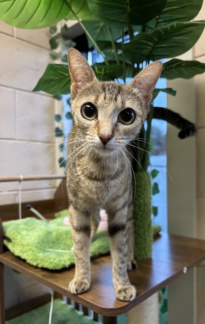 Shelter Staff Named Me *Tigress