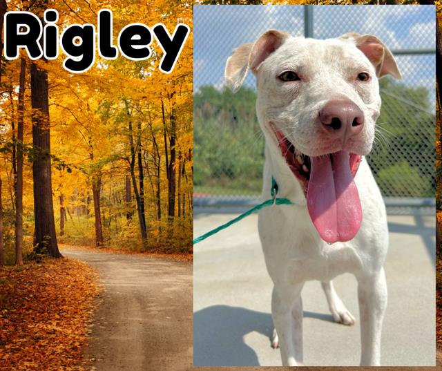 Rigley