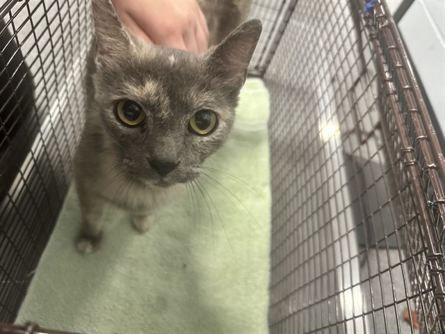 Lyla