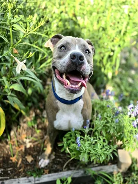 Dozer