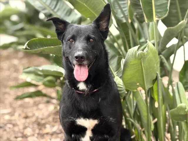 Pepper