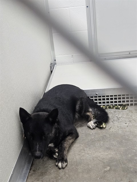 Adoptable Dog