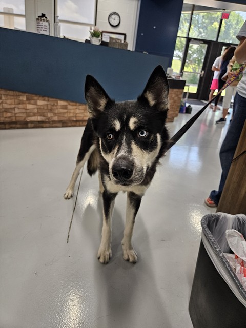 Adoptable Dog