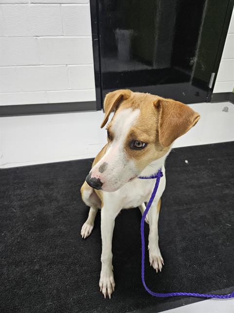 Adoptable Dog