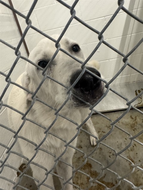 Adoptable Dog