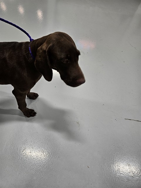 Adoptable Dog