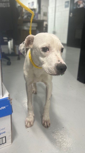 Adoptable Dog