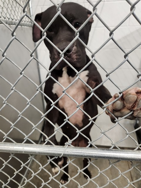 Adoptable Dog