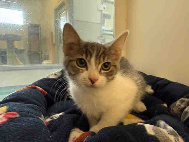 Adoptable Cat
