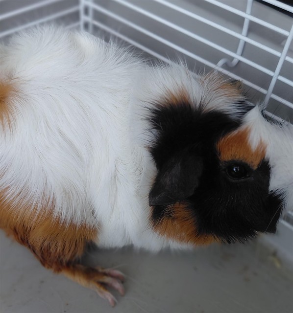Guinea Pig