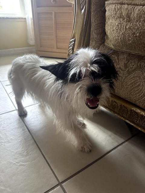 Oreo