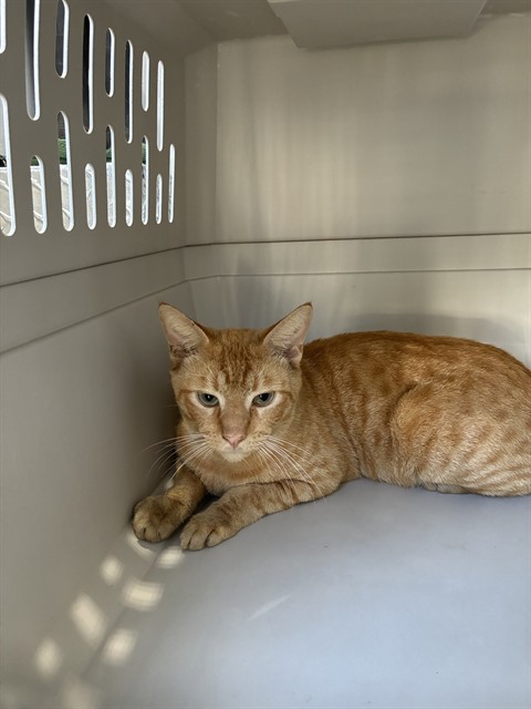 Adoptable Cat