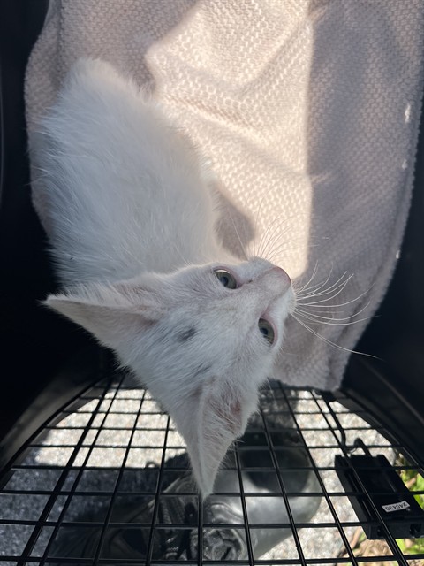 Adoptable Cat