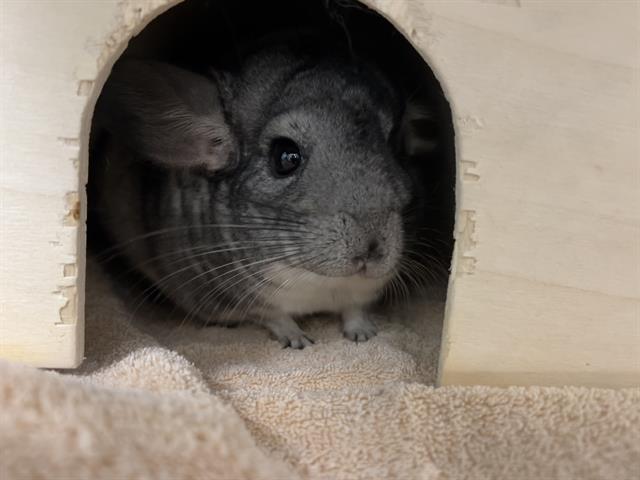 Julie