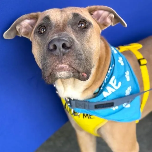 Hanky
