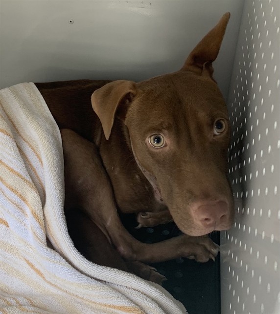 Adoptable Dog